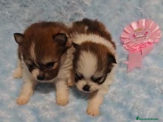 Pomerania perros POMERANIA - Anuncio 1