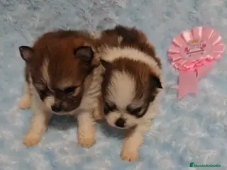 Pomerania perros POMERANIA - Anuncio 7