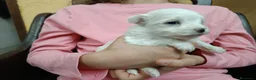 Bichón Maltés perros en venta: Maltes Toy - Anuncio 10