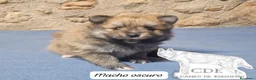 Pomerania perros en venta: Pomeranias sables y crema - Anuncio 5