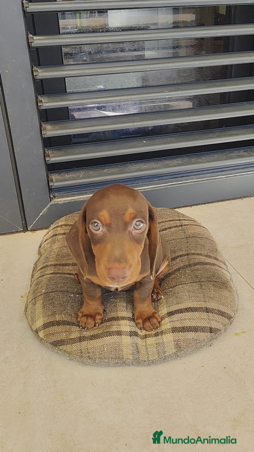 Teckel perros en venta: Macho chocolate kaninchen  - Imagen 3
