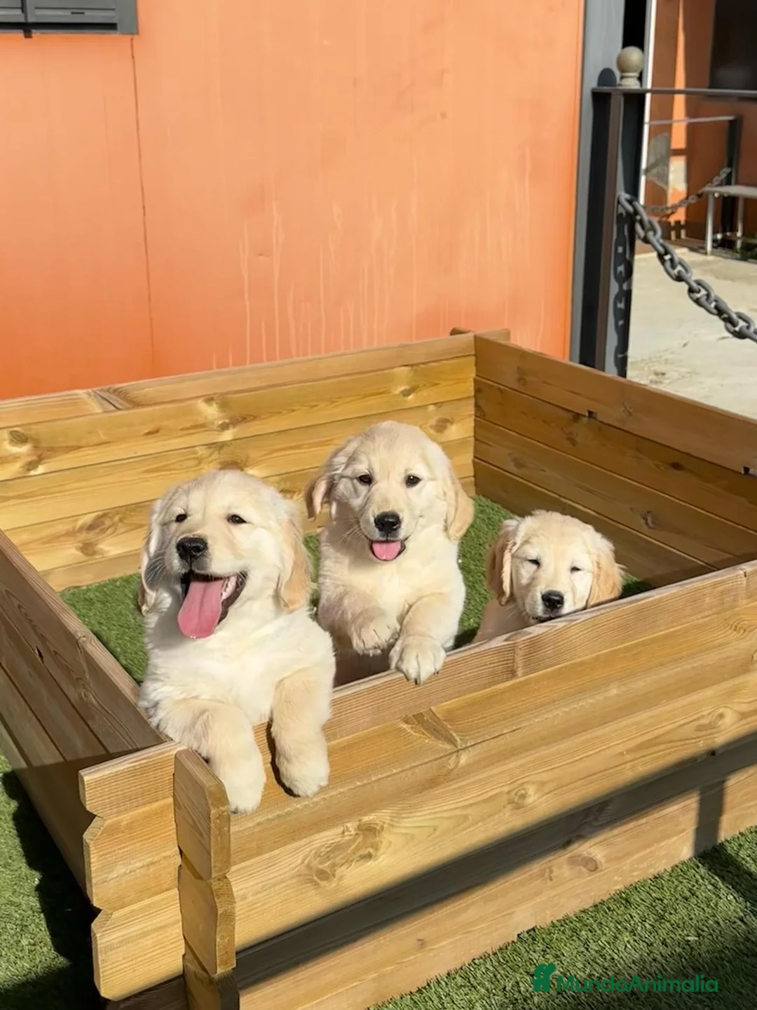 Golden Retriever perros en venta: GOLDEN RETRIEVER en Barcelona - Anuncio 2