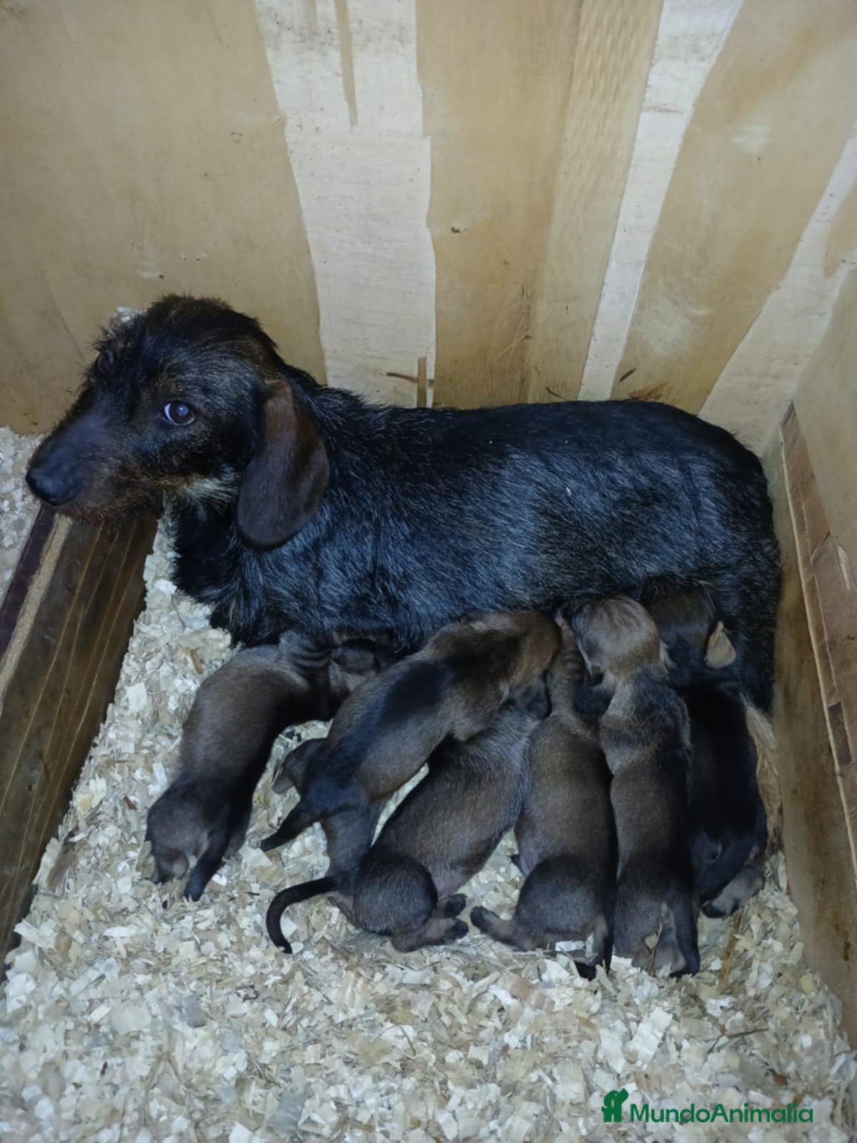 Teckel Miniatura perros Teckel pelo duro  - Anuncio 14