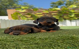 Teckel Miniatura perros en venta: TECKEL. MINIATURA - Imagen 13