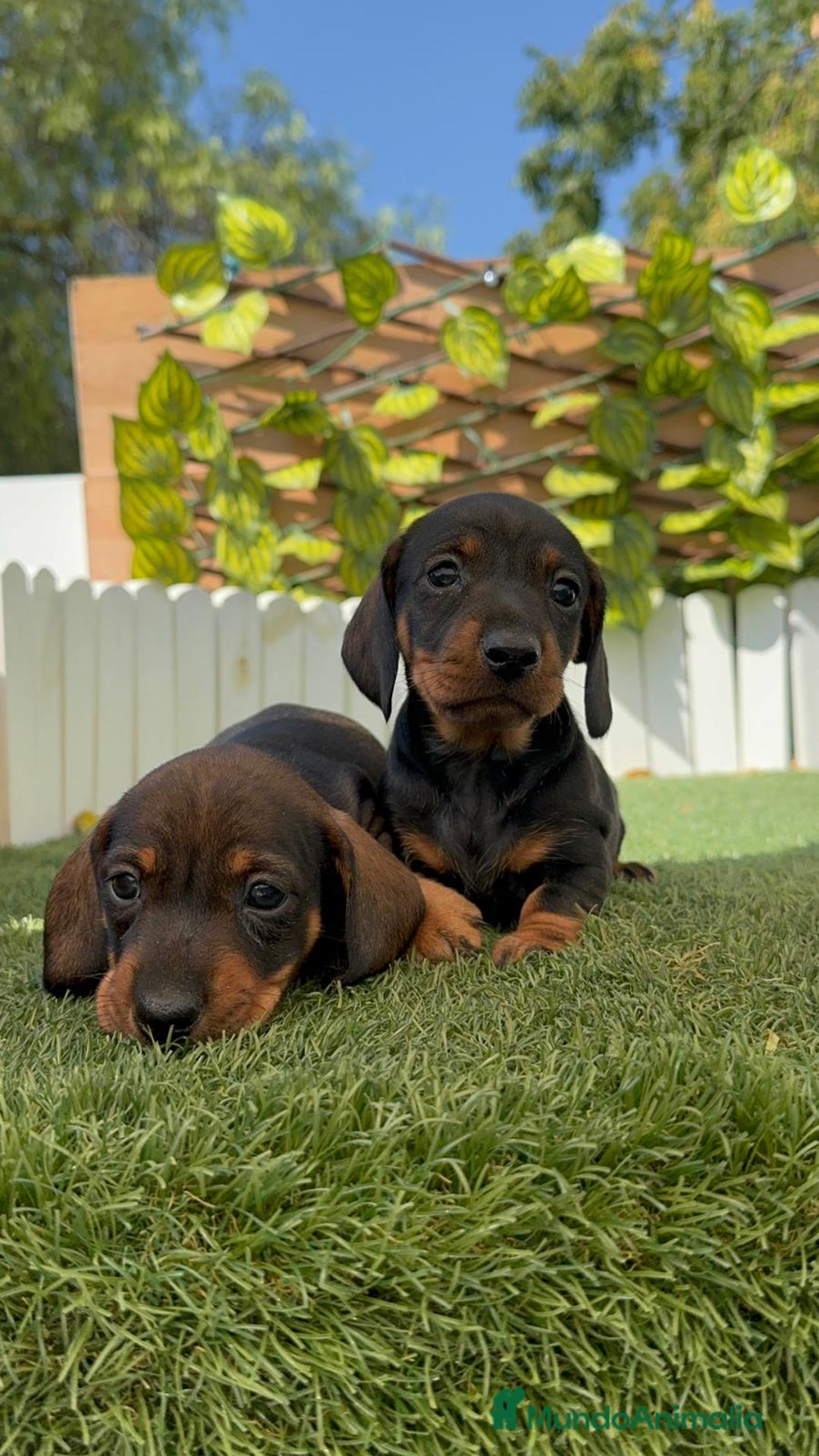 Teckel Miniatura perros en venta: TECKEL. MINIATURA - Imagen 13
