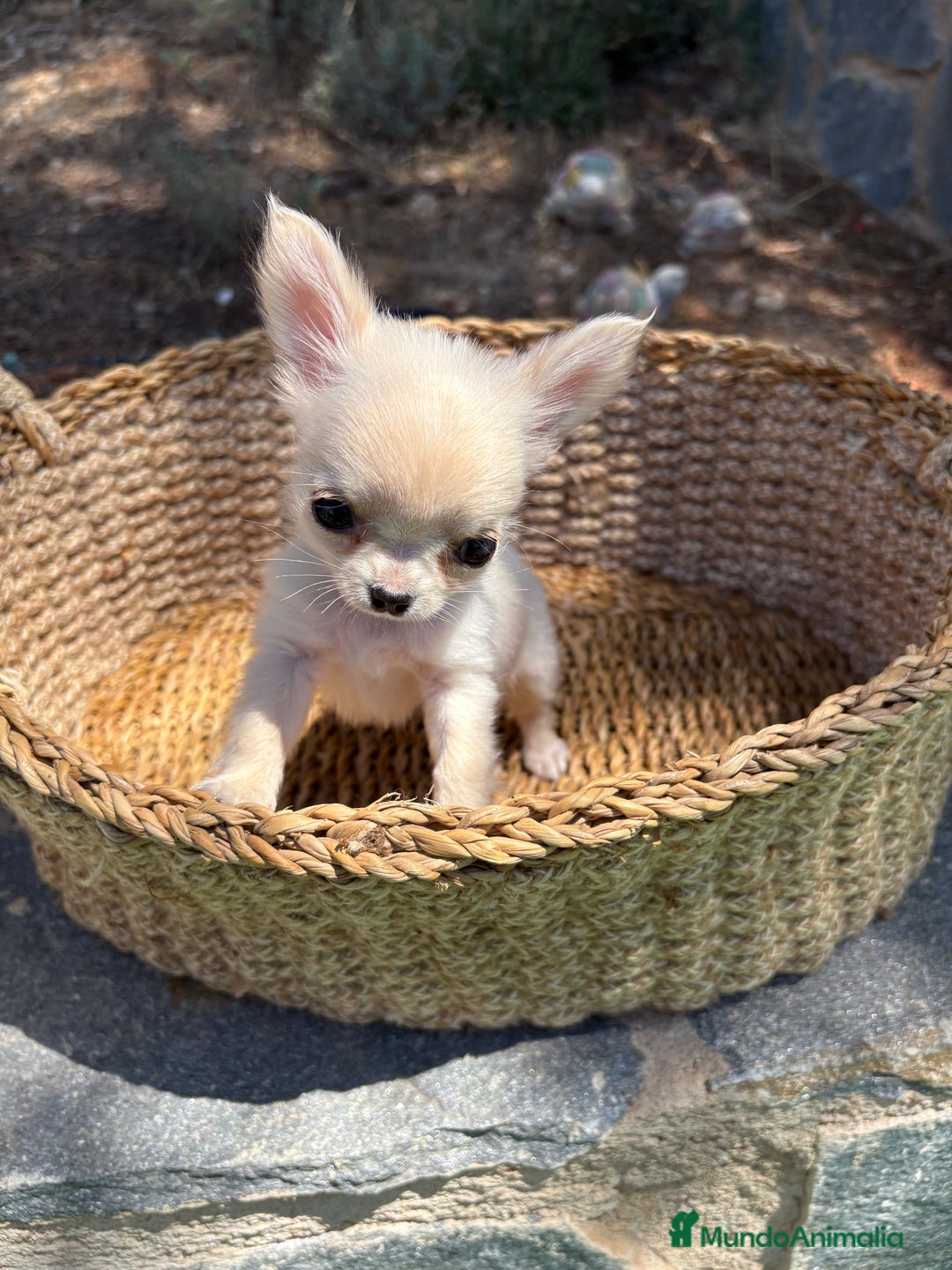 Chihuahua perros en venta: Chihuahua Micro Toy Hembra !!! - Imagen 7