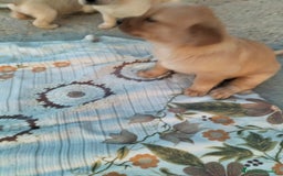 Labrador Retriever perros en venta: Labrador retriever  - Imagen 5