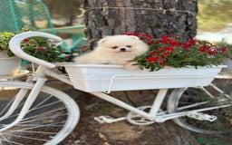 Pomerania perros en venta: Pomerania Hembra busca famila !!!!  - Imagen 2