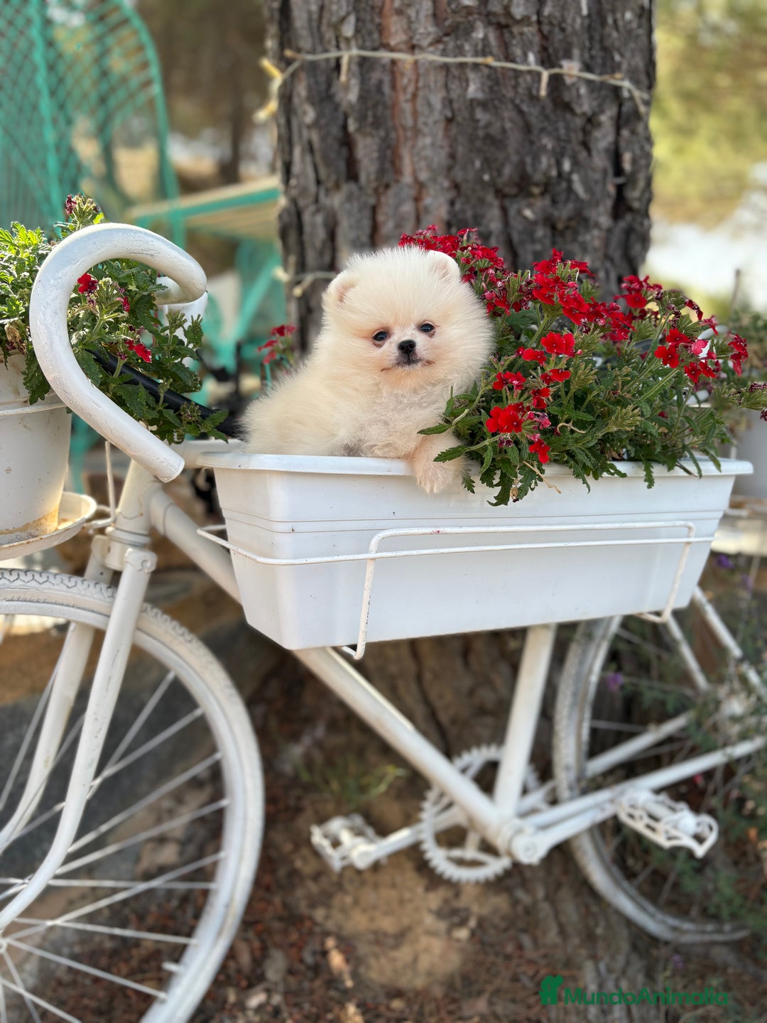 Pomerania perros en venta: Pomerania Hembra busca famila !!!!  - Imagen 2