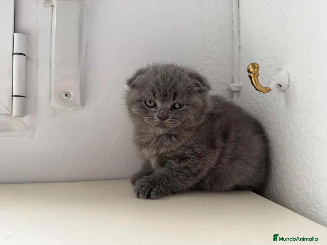Scottish Fold gatos en venta: scottish fold - Anuncio 9