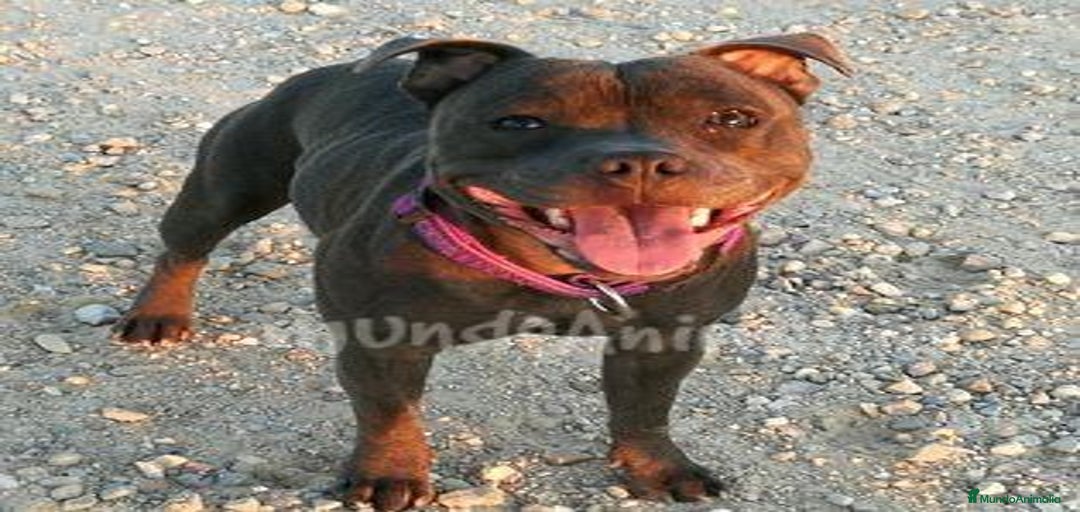 Imagen de galería {{count}}