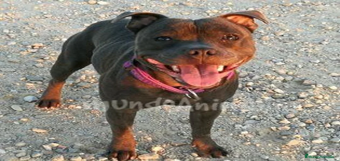 Imagen de galería {{count}}