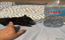 Chihuahua perros en venta: Chihuahua toy rusos pelo largo  - Anuncio 11