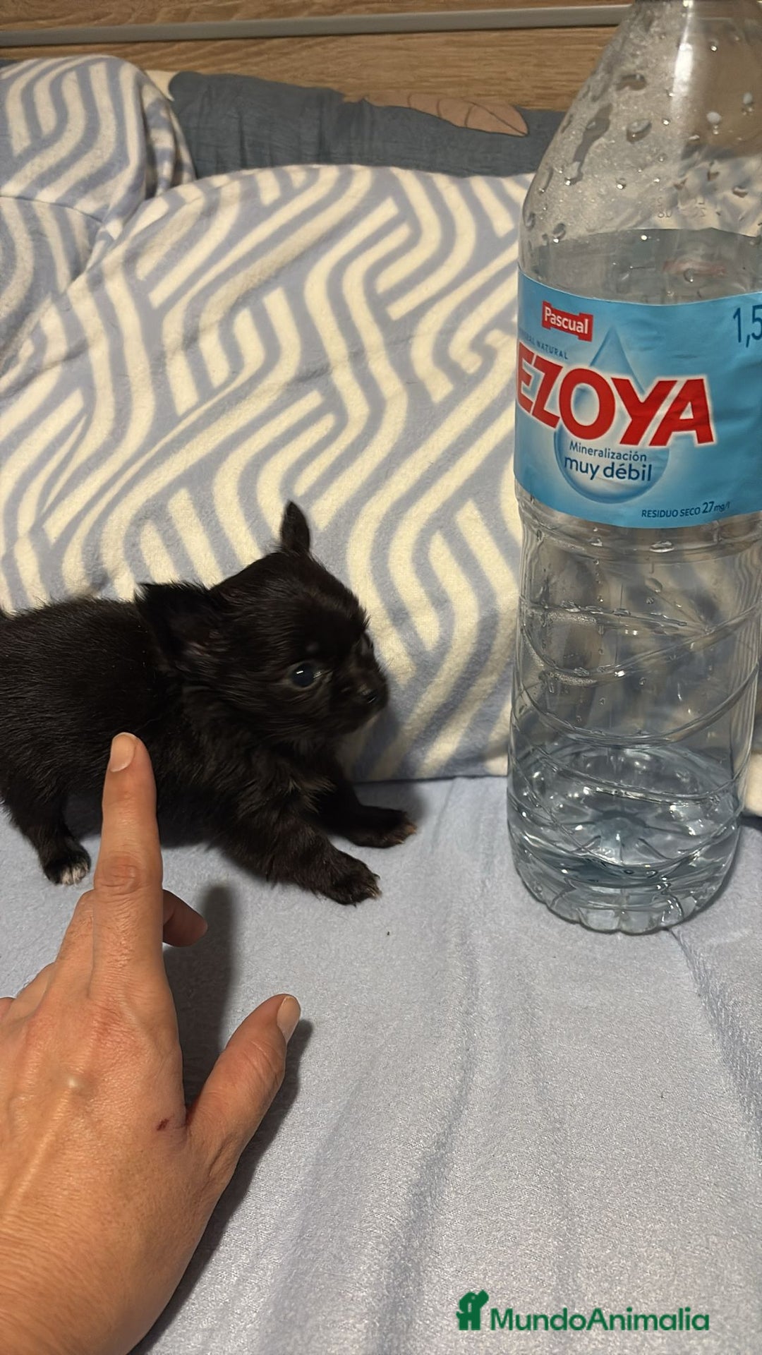 Chihuahua perros en venta: Chihuahua toy rusos pelo largo  - Anuncio 11