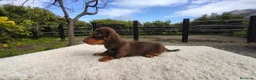 Teckel Miniatura perros en venta: Macho chocolate de teckel Kaninchen  - Anuncio 3