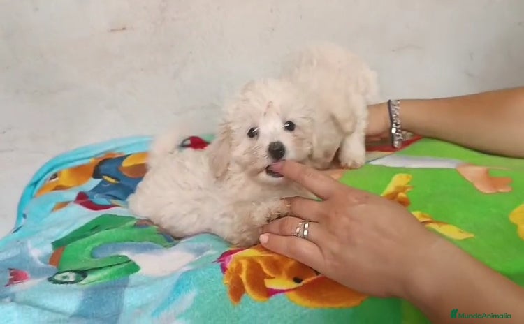 Maltipoo perros - Propaganda 10