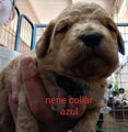 Labradoodle Cachorro 1
