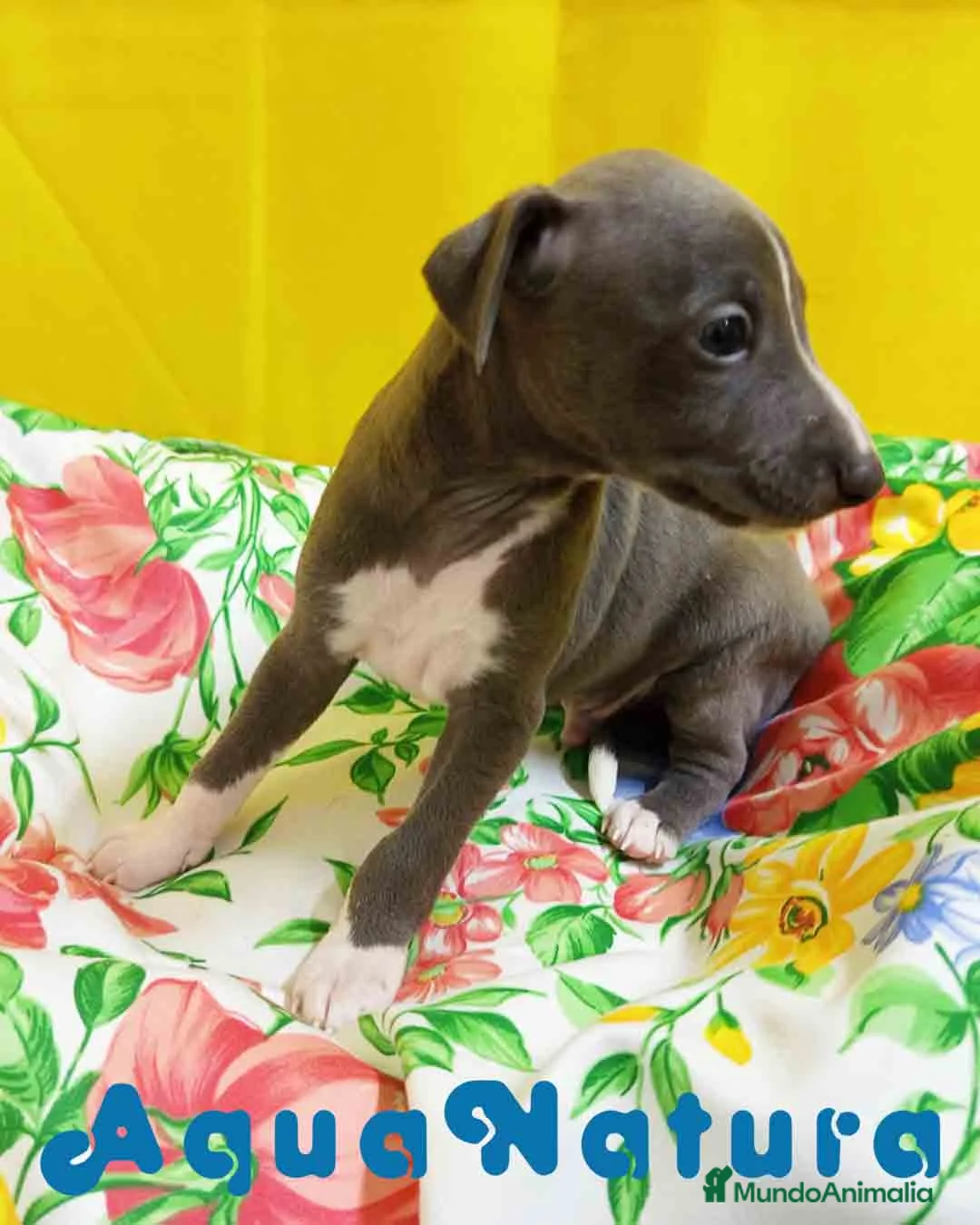 Pequeño Lebrel Italiano perros en venta: Lebrel Italiano Macho 1755 AQUANATURA - Anuncio 6