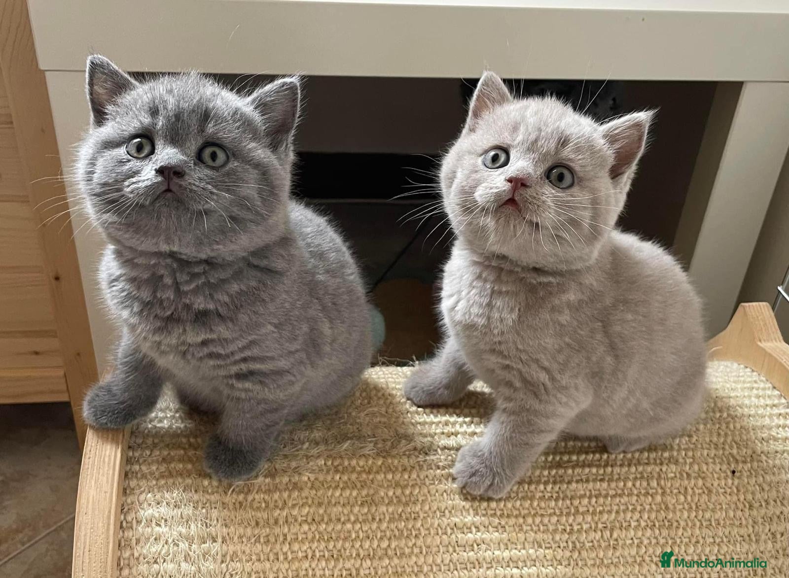 Británico de Pelo Largo gatos British long hair  - Anuncio 4