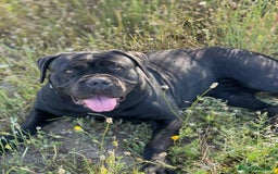 Cane Corso perros en venta: Preciosa camada de Cane Corso  - Anuncio 8