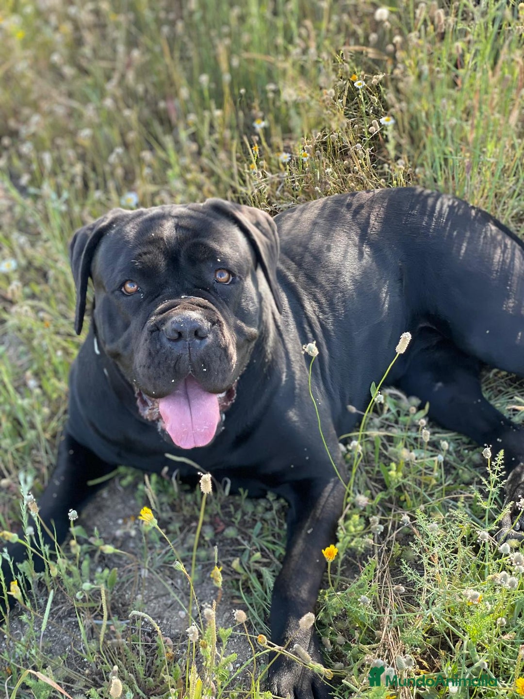 Cane Corso perros en venta: Preciosa camada de Cane Corso  - Anuncio 8