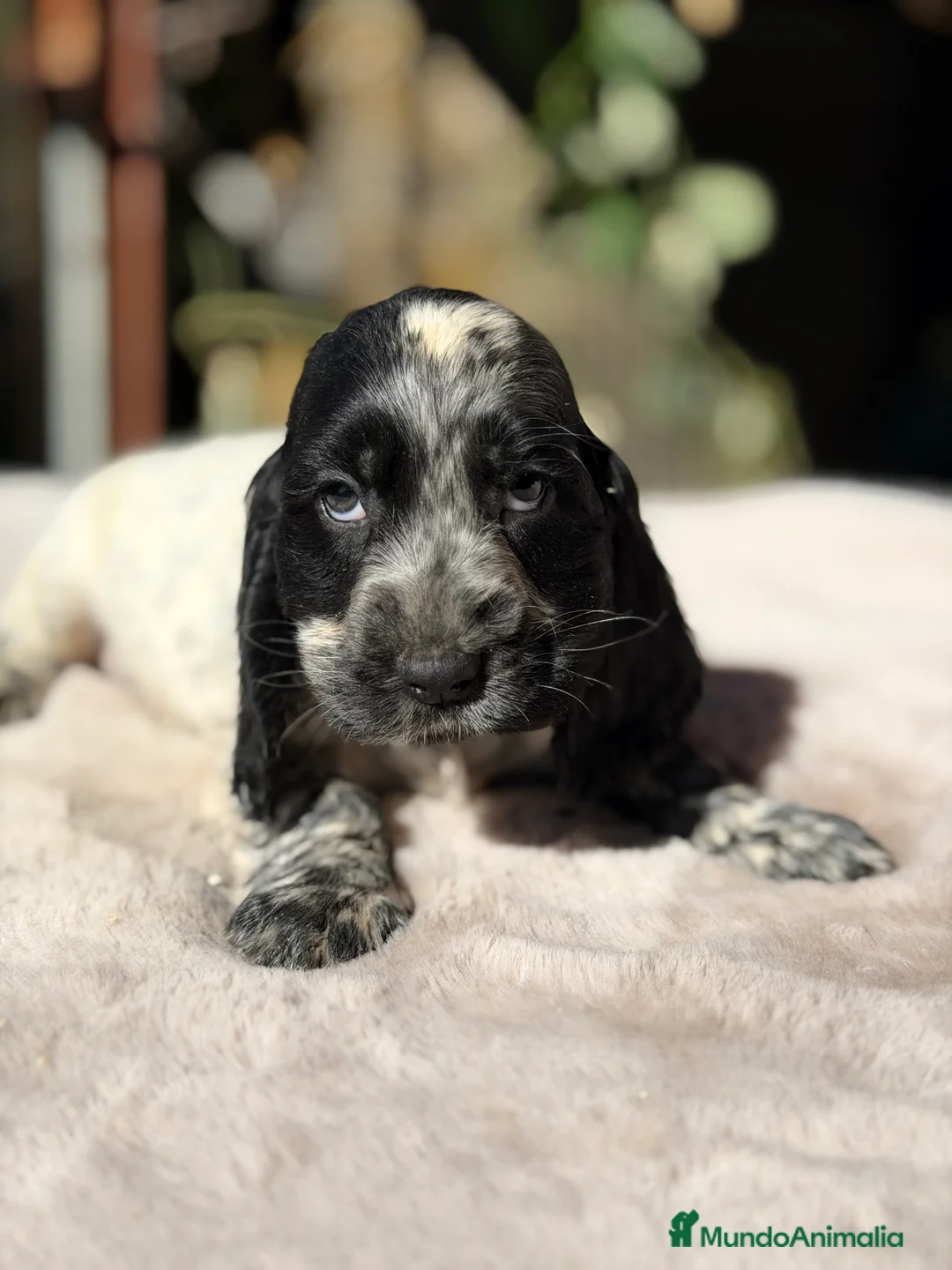 Cocker Spaniel Inglés perros en venta: Cocker ruano macho  - Anuncio 5