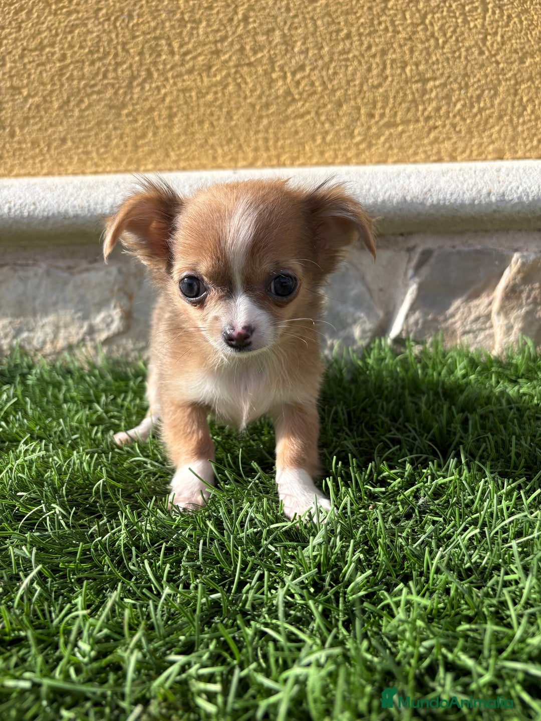 Chihuahua perros en venta: Chihuahua mini Toy pelo largo chocolate - Anuncio 27