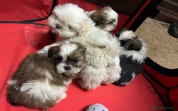 Shih Tzu perros en venta: Machitos de shihtzu - Imagen 2