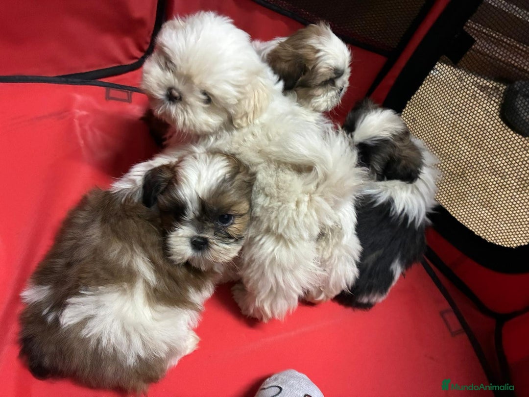 Shih Tzu perros en venta: Machitos de shihtzu - Imagen 2