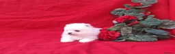 Pomerania perros en venta: IMPRESIONANTES POMERANIA MACHOS Y HEMBRAS  - Anuncio 33