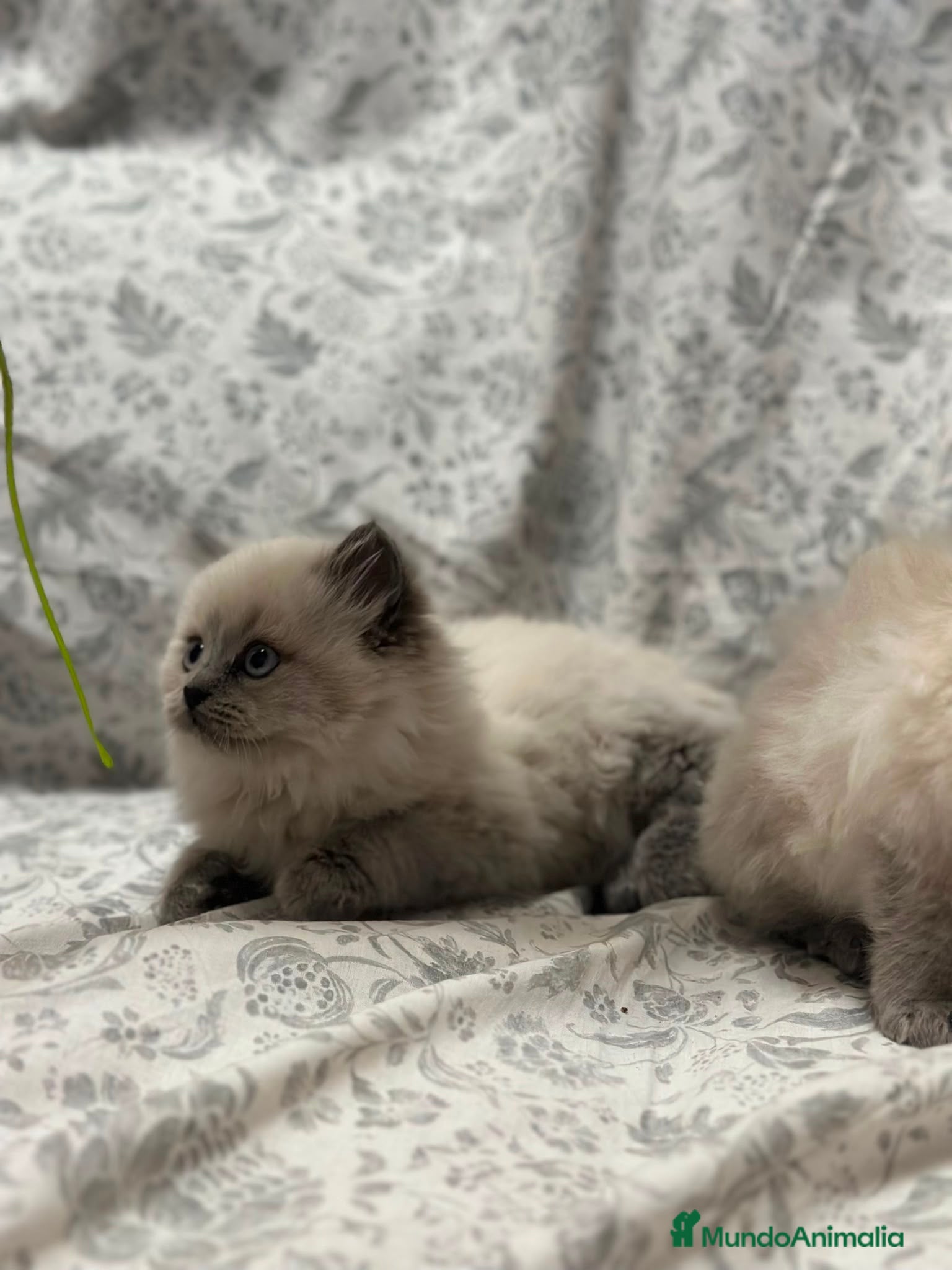Sagrado de Birmania gatos  Birmanos  - Anuncio 1