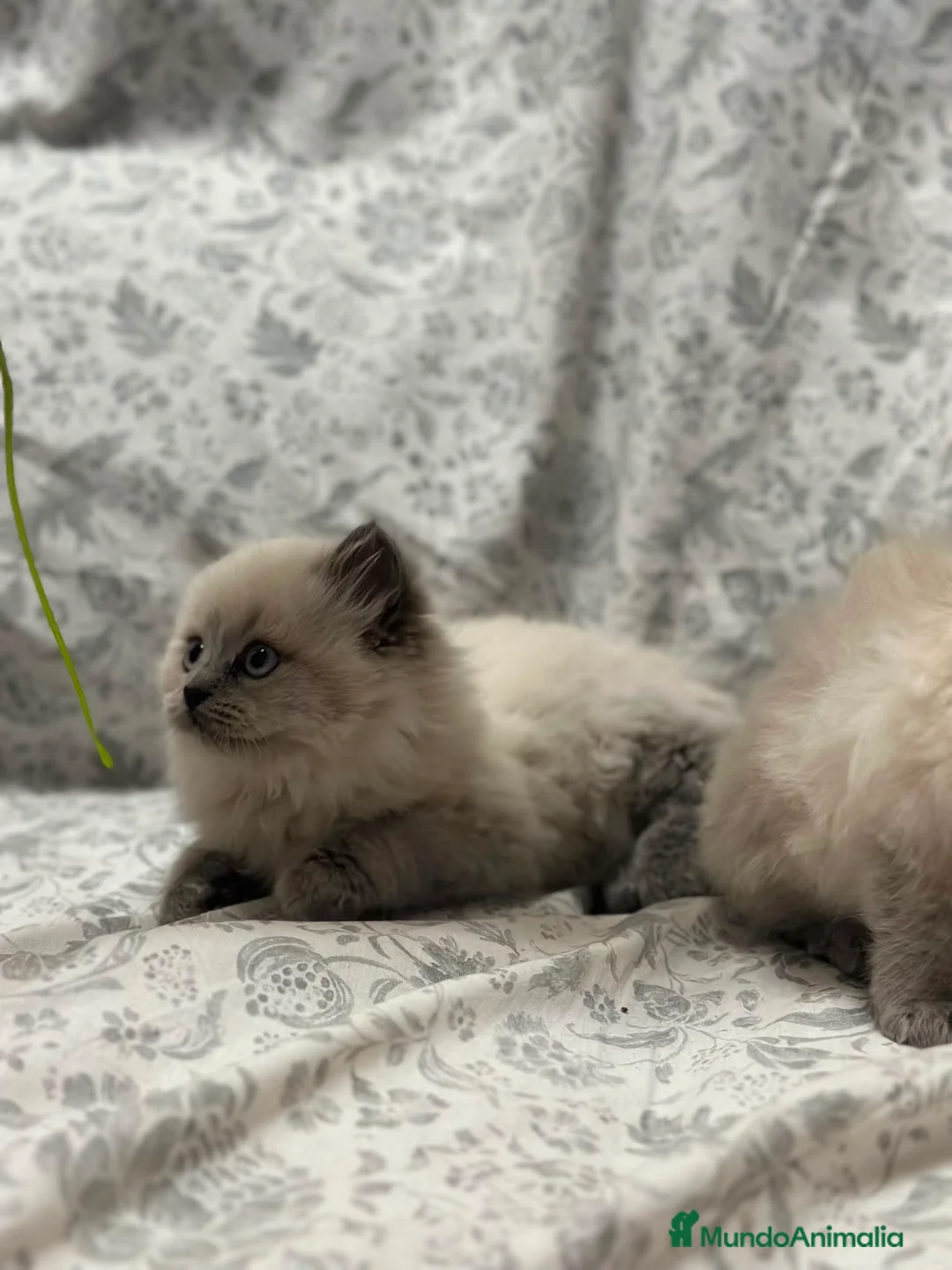 Sagrado de Birmania gatos en venta:  Birmanos  - Anuncio 1