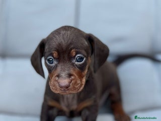 Teckel Miniatura perros en Barcelona - Anuncio 20