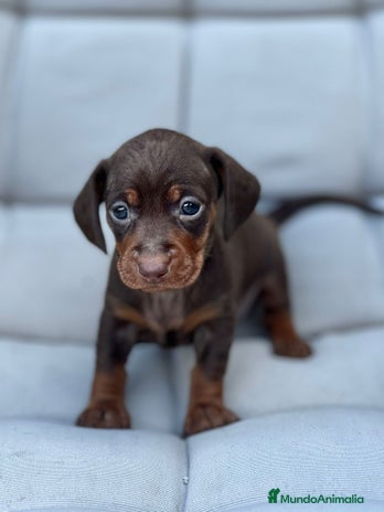 Teckel Miniatura perros en Barcelona - Anuncio 20