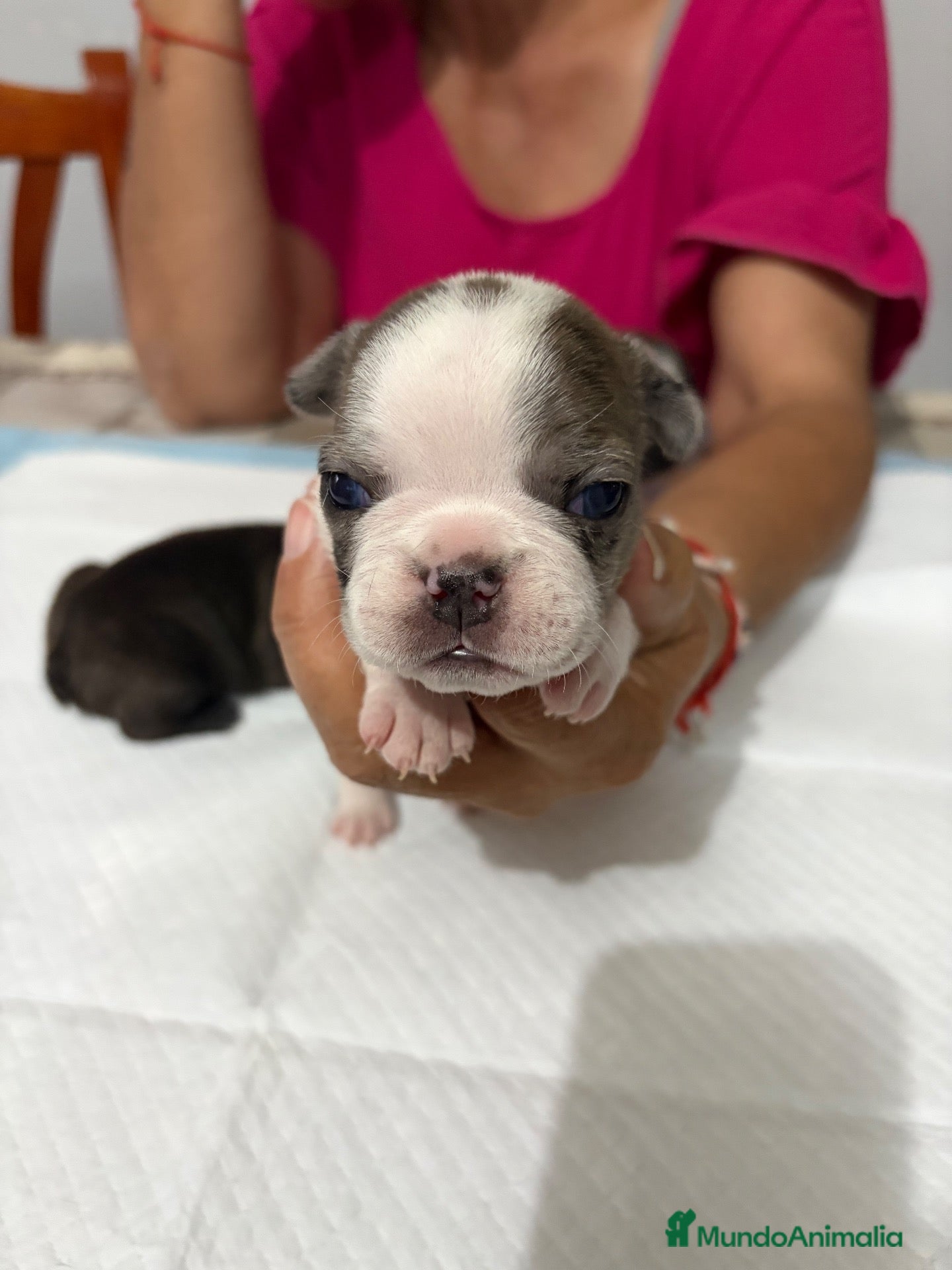 Bulldog Francés perros Bulldog francés  - Anuncio 1