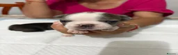 Bulldog Francés perros en venta: Bulldog francés  - Anuncio 1