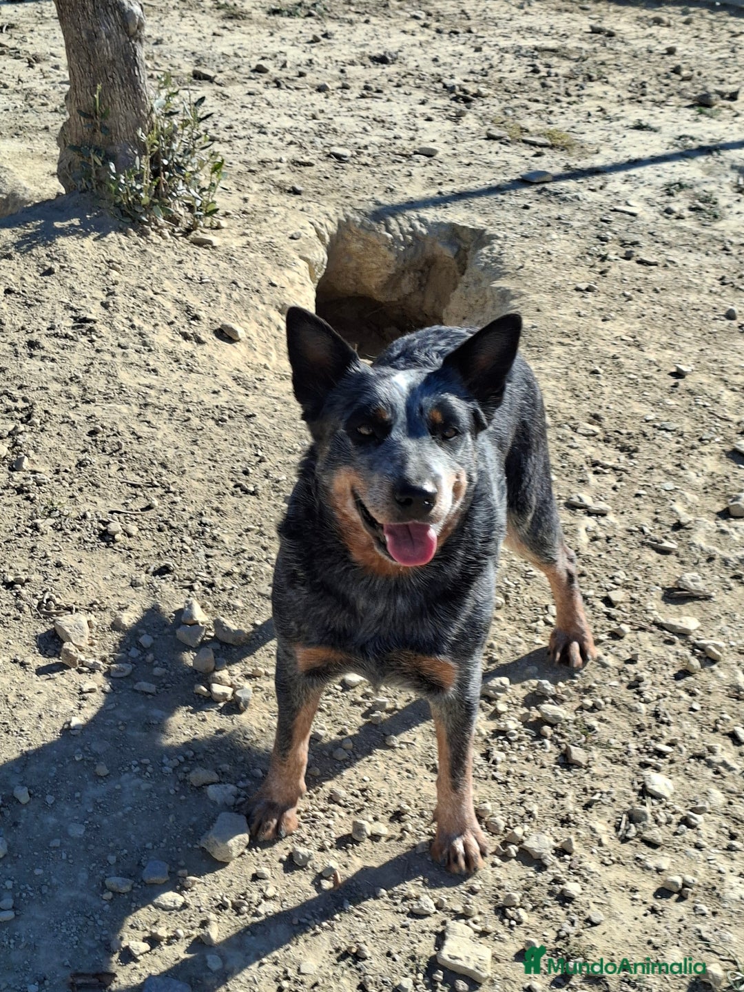 Boyero de Australia perros en adopcion: Australian cattle dog hembra - Anuncio 1