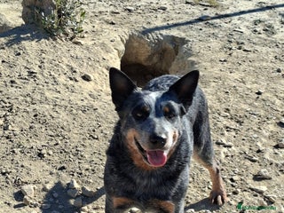 Boyero de Australia perros Australian cattle dog hembra - Anuncio 1