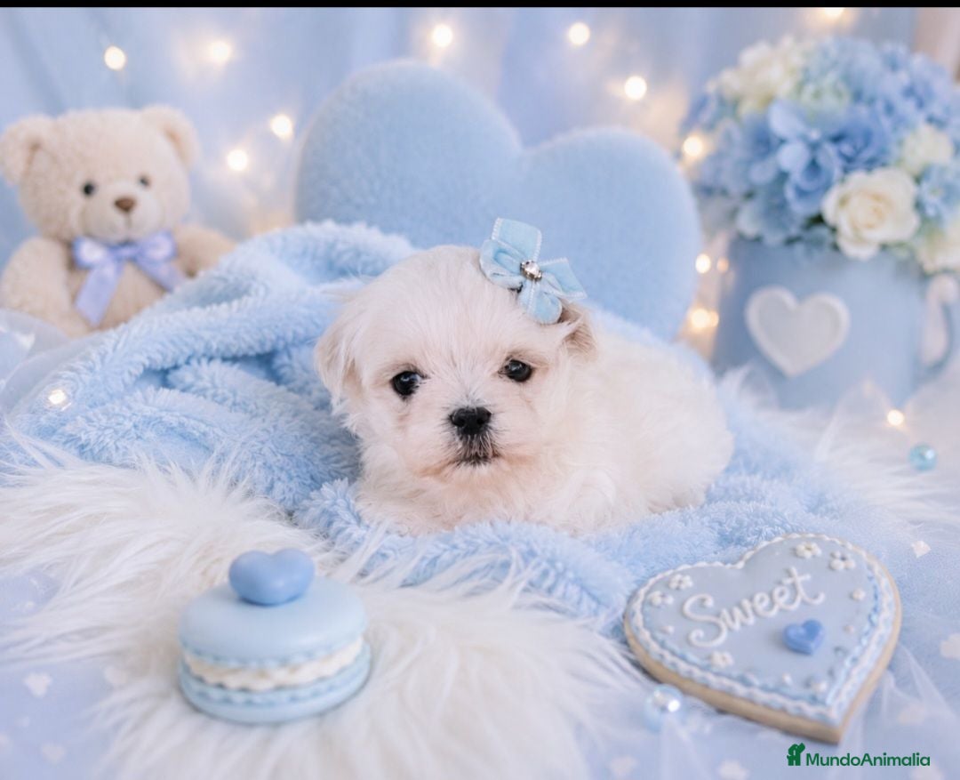 Bichón Maltés perros Bichon maltes coreano miniatura MÁXIMA CALIDAD  - Anuncio 25