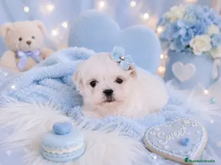 Bichón Maltés perros Bichon maltes coreano miniatura MÁXIMA CALIDAD - Anuncio 25