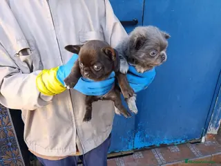 Chihuahua perros ‼️PRECIOSA CAMADA DE CHIHUAHUAS TAMAÑO MINI - Anuncio 3