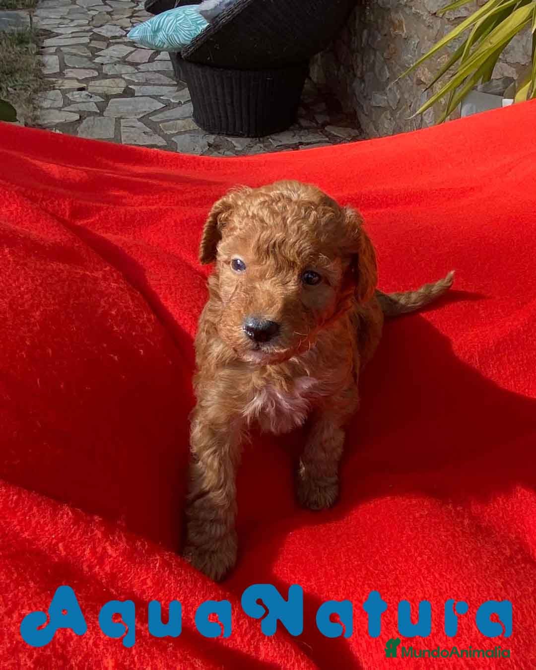 Caniche Toy perros Caniche Macho 7353 de Camila - AQUANATURA en Barcelona - Anuncio 2