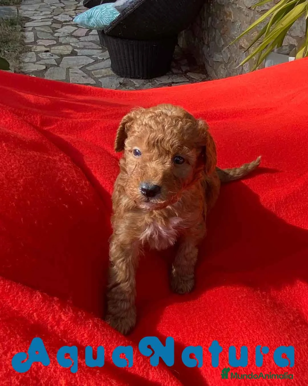 Caniche Toy perros en venta: Caniche Macho 7353 de Camila - AQUANATURA en Barcelona - Anuncio 2