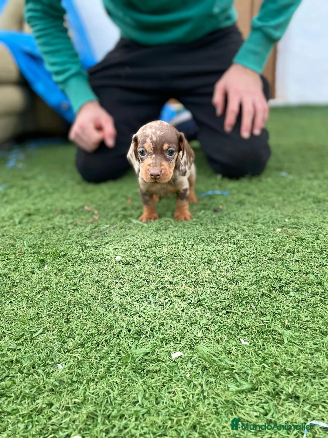 Teckel Miniatura perros en venta: cachorros de teckel miniatura arlequín chocolate  - Anuncio 8