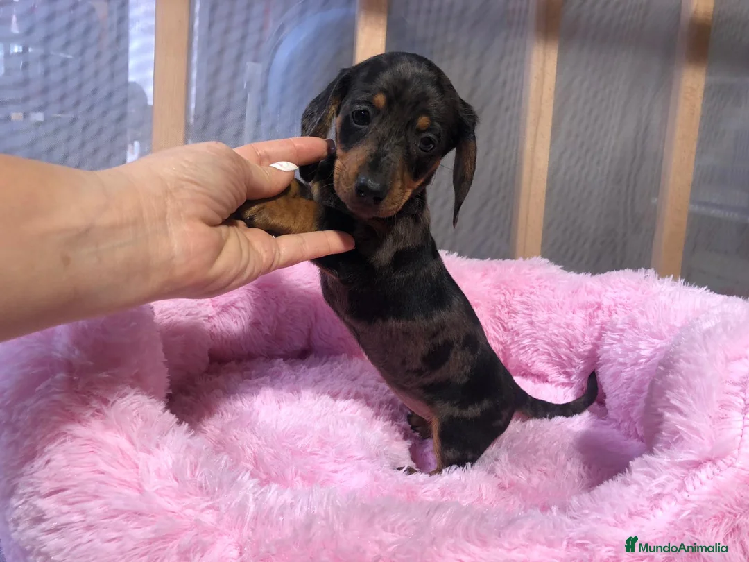 Teckel Miniatura perros en venta: Teckel miniatura  - Anuncio 5