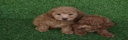 Caniche Toy perros en venta: Caniches toys - Anuncio 3