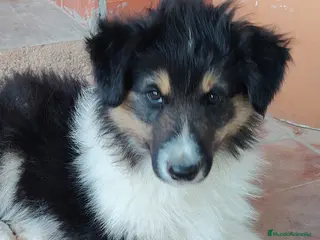 Collie de Pelo Largo perros en venta: Cachorros collie pelo largo/ rough collie - Anuncio 3