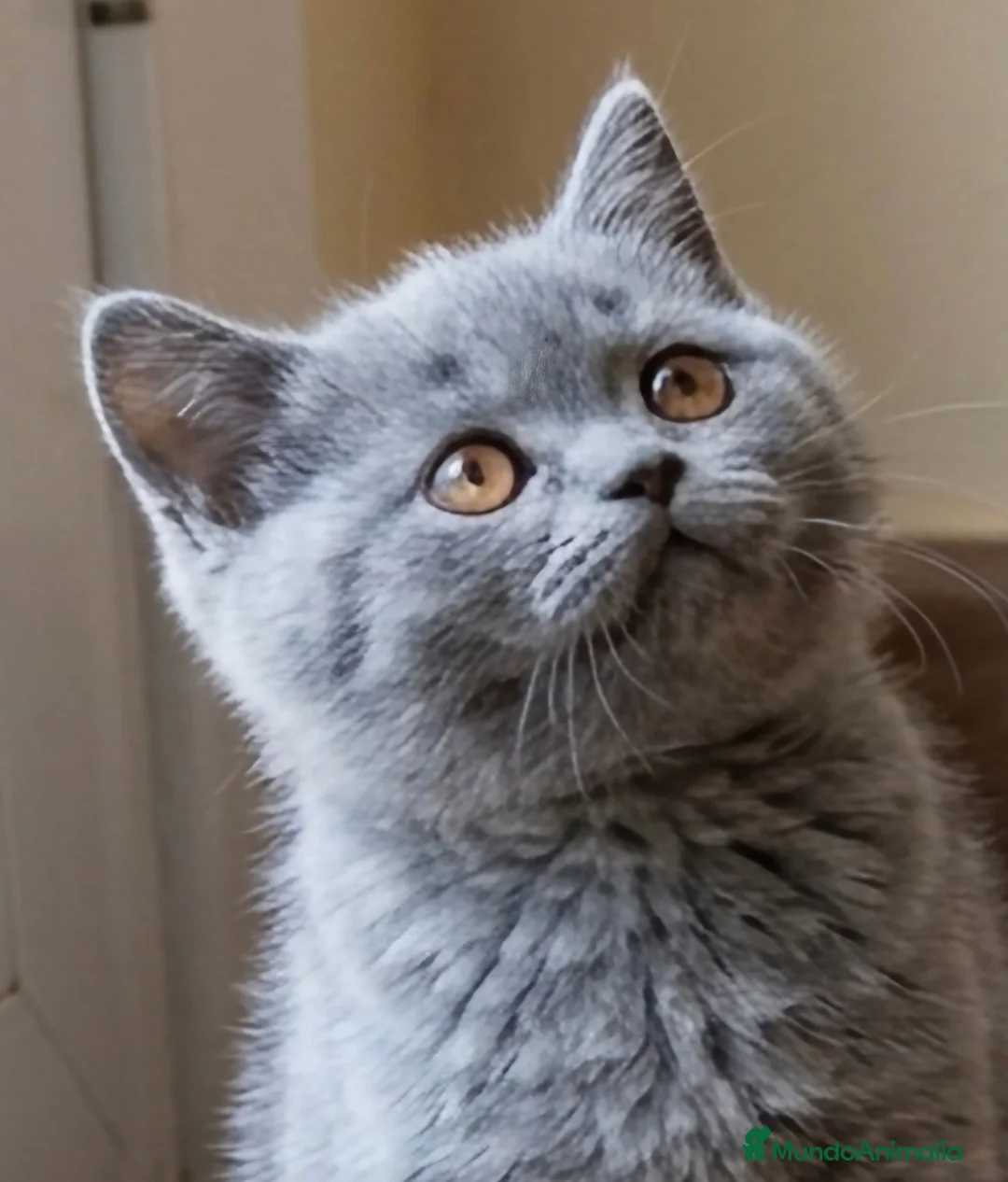 Británico de Pelo Corto gatos en venta: Gatos Brithish shorthair  - Anuncio 2