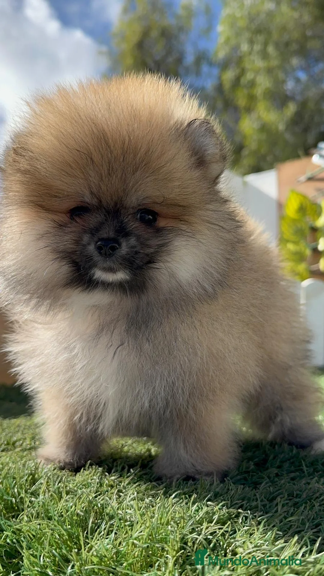 Pomerania perros en venta: POMERANIA HEMBRA - Anuncio 13