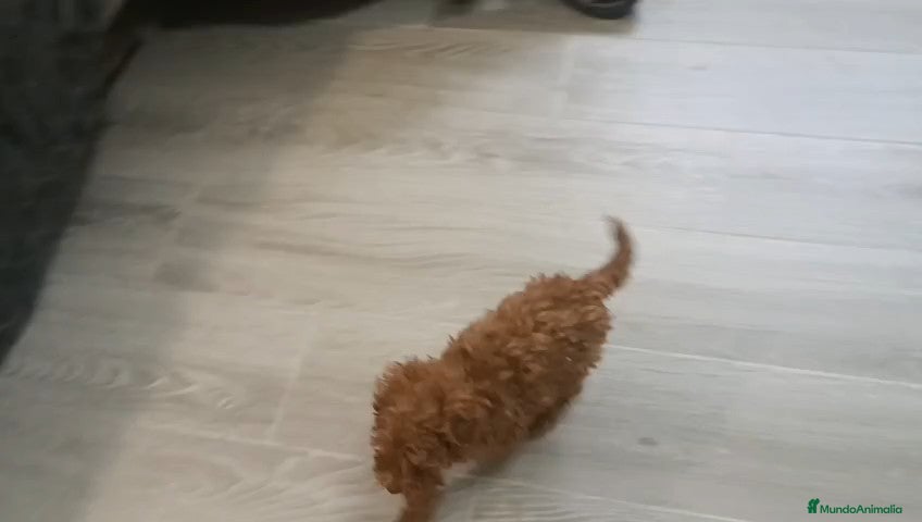 Caniche Toy perros CANICHE MACHO TOY - Anuncio 2